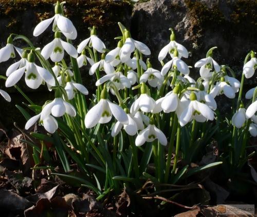 /dateien/mg49597,1236805411,Galanthus nivalis.preview